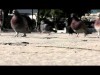 Balkan Fest @ Block33 Thessaloniki 2012 (Spot)